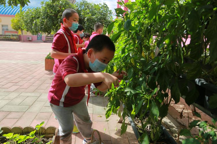 多彩生活 辣椒采摘——兴寿学校小学部三年级(3)班劳动实践活动