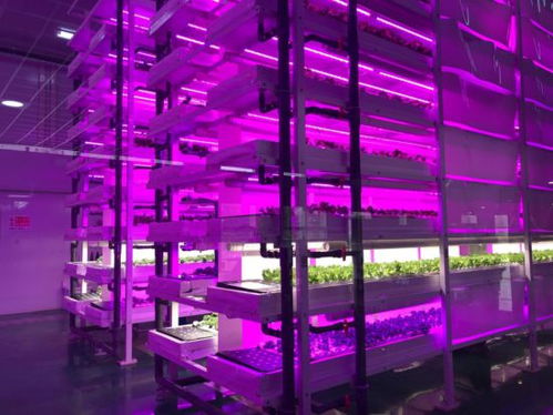 走近植物工厂 黑科技 探访林下经济特色路